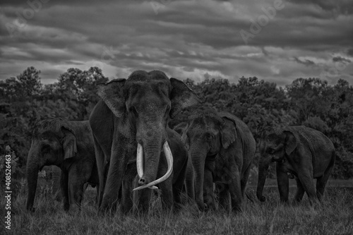 elephants in the savannah