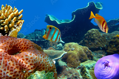 Colorful coral reef with hard corals at the bottom of tropical Sea. Red Sea