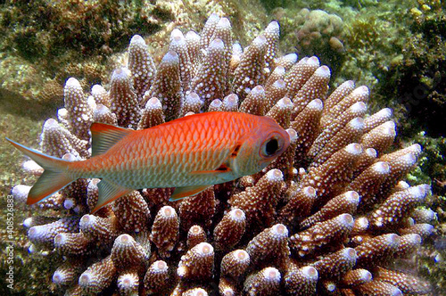 Blackbar Soldierfish on a coral reef