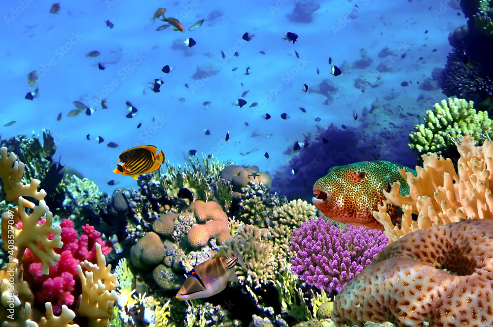 Obraz Kolorowa Rafa Koralowa Na Dnie Tropikalnego Morza. Morze Czerwone
