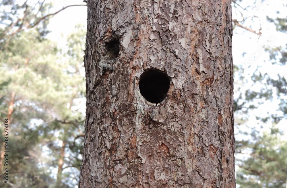 Round Woodpecker Hole in Trunk of Tree Round Woodpecker Hole in Trunk of Tree