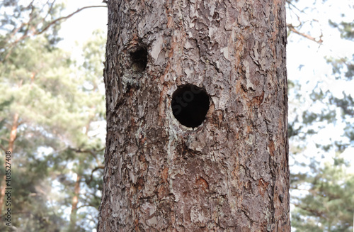 Round Woodpecker Hole in Trunk of Tree
