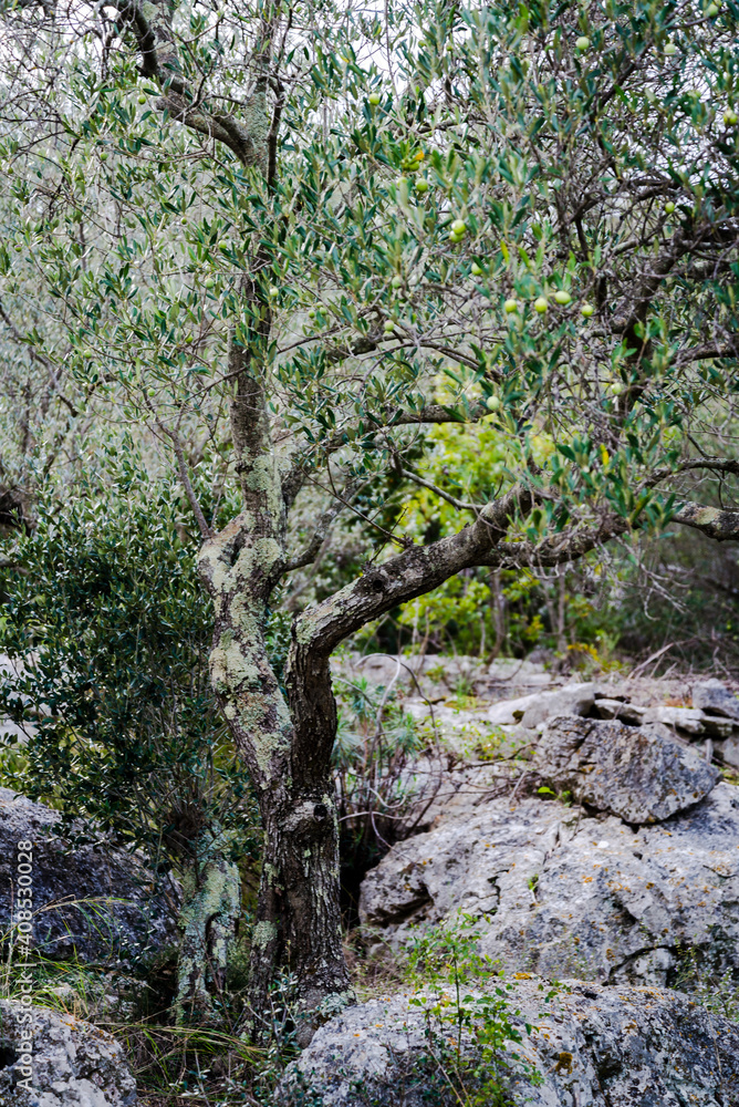 Olive orchard, Island of Iz, Zadar archipelago, Dalmatia, Croatia Olive orchard, Island of Iz, Zadar archipelago, Dalmatia, Croatia