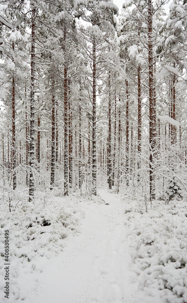Footpath in snow-covered forest