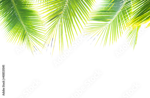 Detail of palm trees green leaf in the wind for summer background  relax and vacation holiday summer concept 