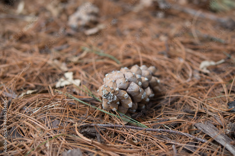 Pine Cone