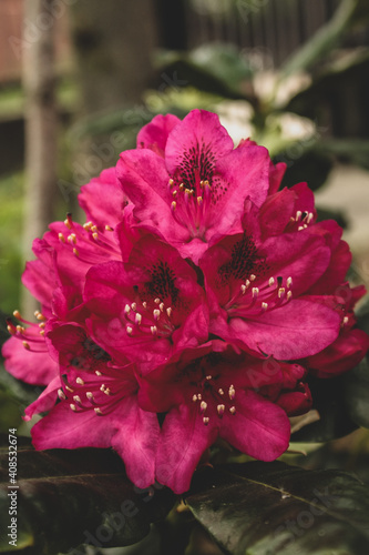 Rododendron © Stolik_po_prostu