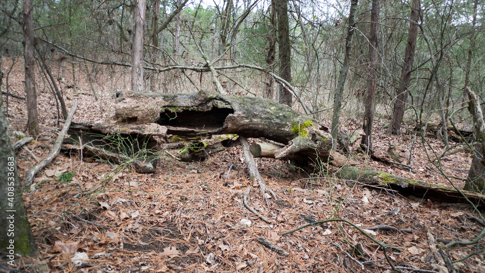Hiking trail with fallen tree hollowed out by decay Hiking trail with fallen tree hollowed out by decay