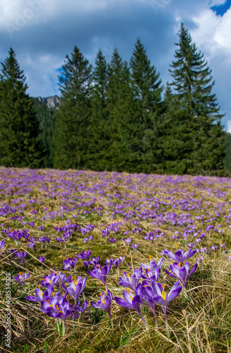 Beautiful meadow with blooming purple crocuses on mountains background