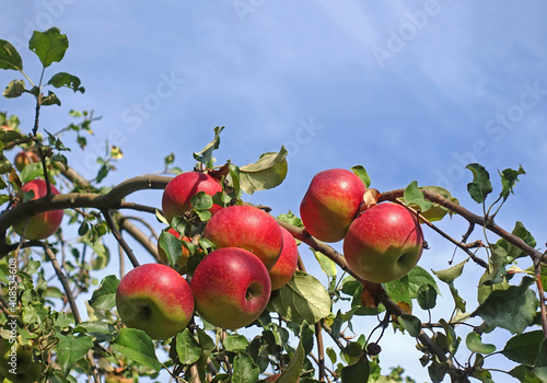 Many red apples on the branches