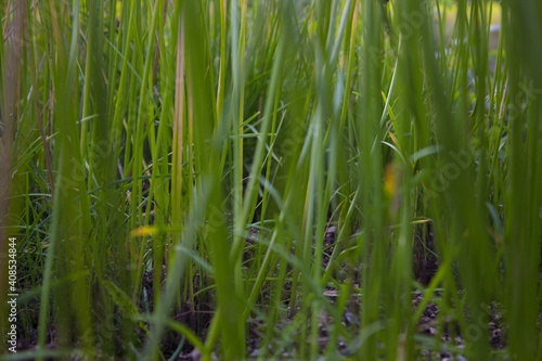close - up green Lawn field. focus out leaves and stem.