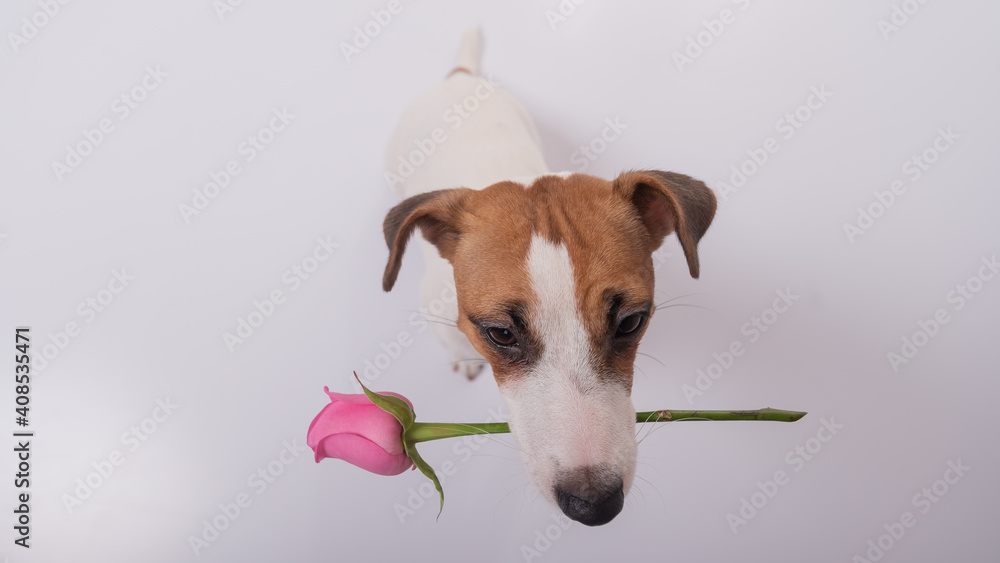 Top view of a funny dog with a pink rose in his mouth on a white background. Wide angle. Top view of a funny dog with a pink rose in his mouth on a white background. Wide angle.