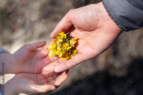 large horizontal photo. Nature. Ecology. Summer time. Environment. Small yellow flowers in the hands. The male hand transfers flowers to the hen of the child First spring flowers. Love. Parents. Dad.