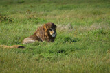 A male lion with a majestic mane resting in the grass in the savannah.