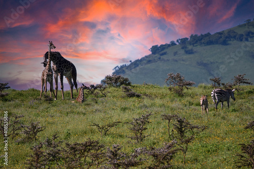 A diverse group of animals in the savannah with a beautiful sunset in the background.