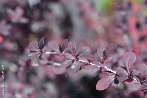 Red leaf barberry Auricoma photo