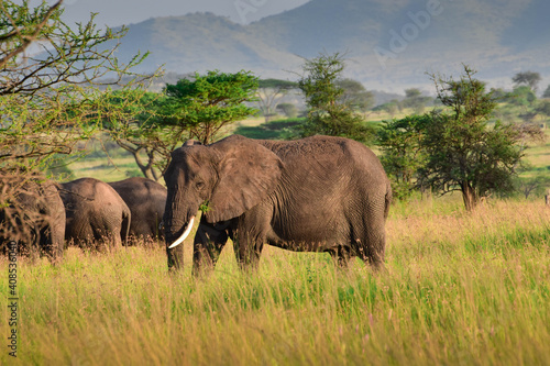 Photography African elephants in the savannah.