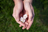 large horizontal photo. a sprig of white flowers in her hands. spring time, sunny day. male hands on a background of blurred green grass. saving the environment.