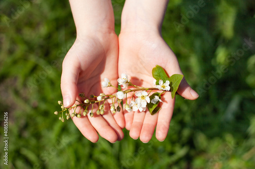 large horizontal photo. a sprig of white flowers in her hands. spring time, sunny day. children's hands on a background of blurred green grass. saving the environment.