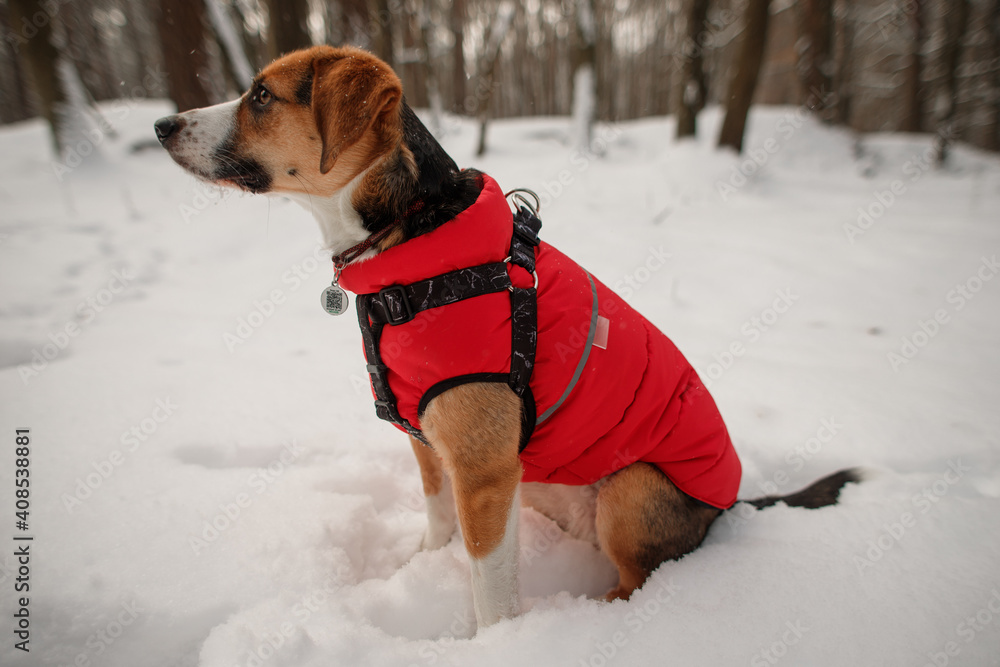 cute dog in a winter jacket in a snowy forest