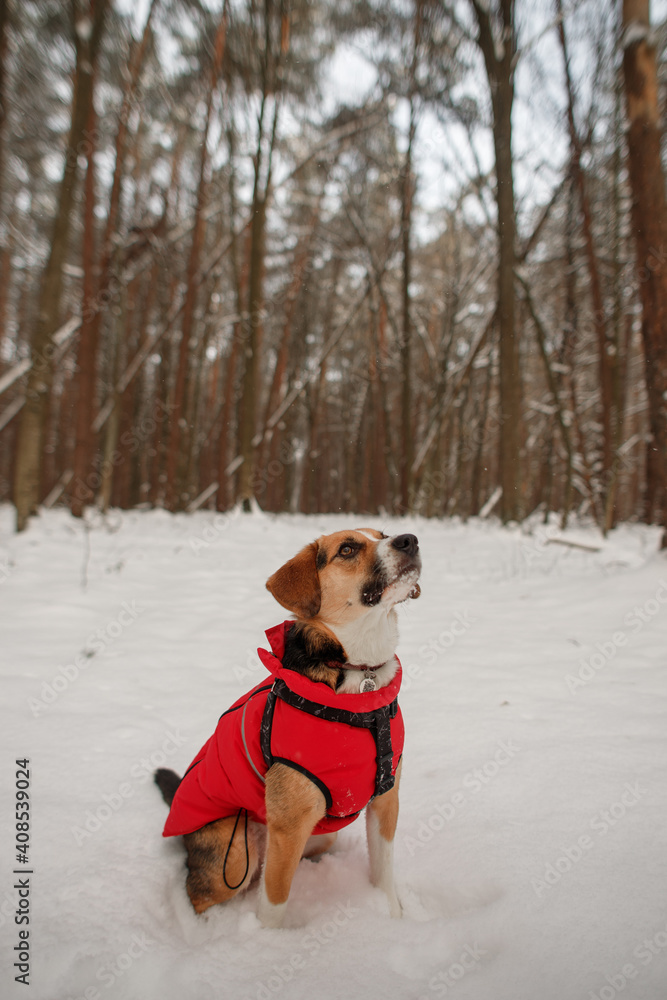 cute dog in a winter jacket in a snowy forest