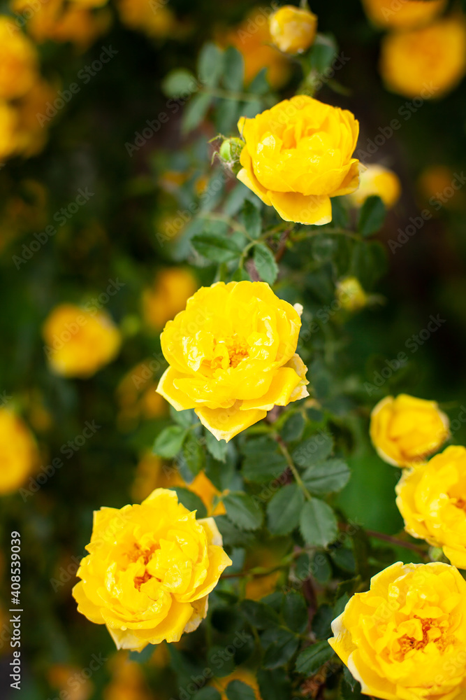 Beautiful bush of bright yellow roses on a background of blurry green foliage in a spring garden. central focus on a big yellow rose. The rose garden. Beautiful bush of bright yellow roses on a background of blurry green foliage in a spring garden. central focus on a big yellow rose. The rose garden.