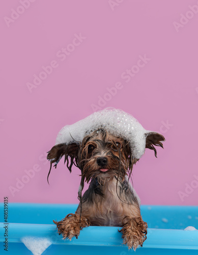 Cute Yorkshire Terrier having bath with foam on head. Smiling dog after bath showing tongue. Pet Grooming concept. Copy space