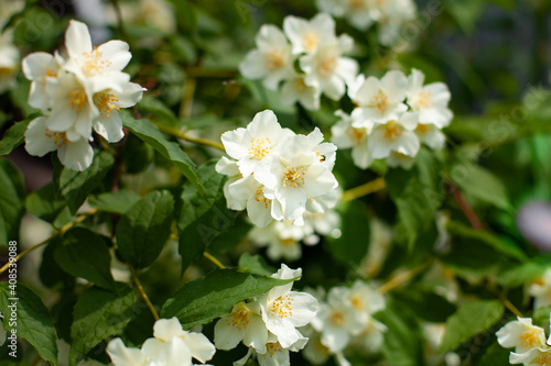 horizontal photo with white flowers of a jasmine bush on a background of green leaves and grass on a sunny day. summer time. Fresh flowers after the rain.