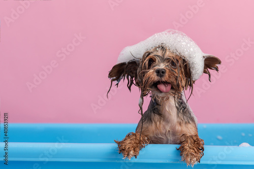 Cute Yorkshire Terrier having bath with foam on head. Smiling dog after bath showing tongue. Pet Grooming concept. Copy space