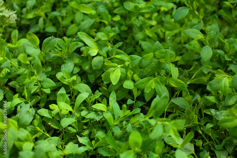 horizontal photo of grass with small rounded leaves. summer time. fresh foliage after rain and sunshine in selected areas. horizontal photo of grass with small rounded leaves. summer time. fresh foliage after rain and sunshine in selected areas.