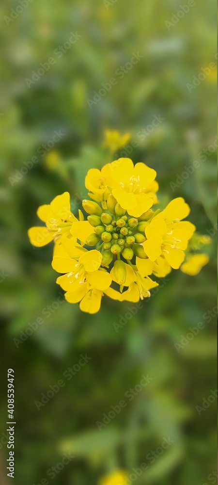 Obraz premium yellow flower