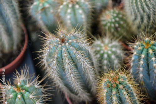 Cactus plants. Echinocactus echinopsis. Cultivated cacti plants. Wild succulent. © ADELART