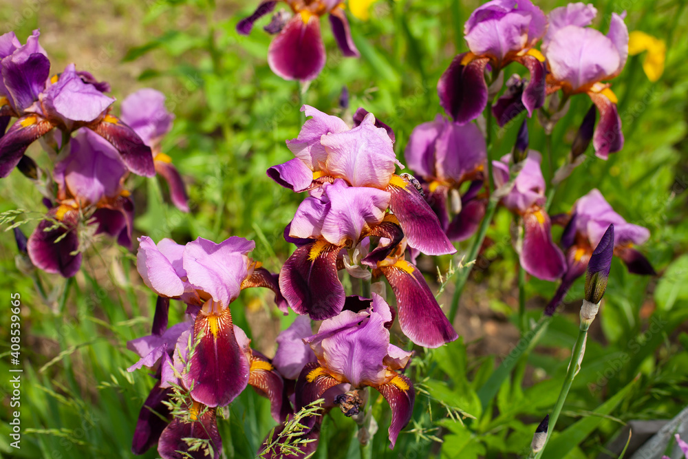 horizontal photo with burgundy iris flowers on a background of blurred green grass and leaves on a sunny day. summer time. Fresh flowers after the rain. horizontal photo with burgundy iris flowers on a background of blurred green grass and leaves on a sunny day. summer time. Fresh flowers after the rain.