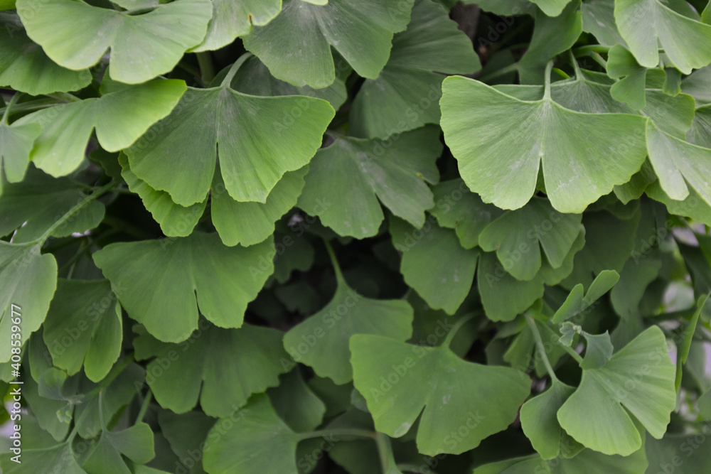 Bonsai tree foliage. Ginkgo biloba tree bonsai leaves. Beautiful small plant. Bonsai cultivation techniques. Fresh green leaves. Bonsai tree foliage. Ginkgo biloba tree bonsai leaves. Beautiful small plant. Bonsai cultivation techniques. Fresh green leaves.