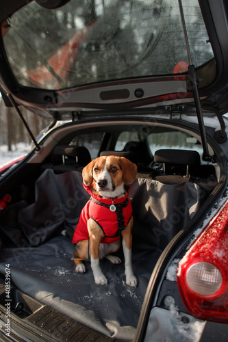 the dog sits in the car on a protective cover © Victoriya Bulyha