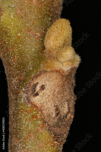 Manchurian Walnut (Juglans mandshurica). Superposing Lateral Buds Closeup photo