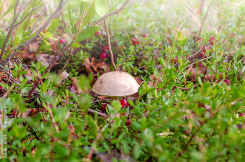 mushroom podberezovik cranberry fog photo