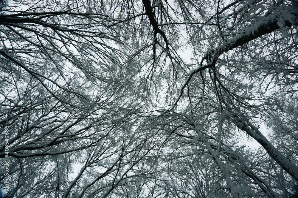 Tree tops from below. Winter forest background. Tree branch isolated on white sky. Snowy tree branch. Cold season woods texture. Trees with no leaves. Tree tops from below. Winter forest background. Tree branch isolated on white sky. Snowy tree branch. Cold season woods texture. Trees with no leaves.