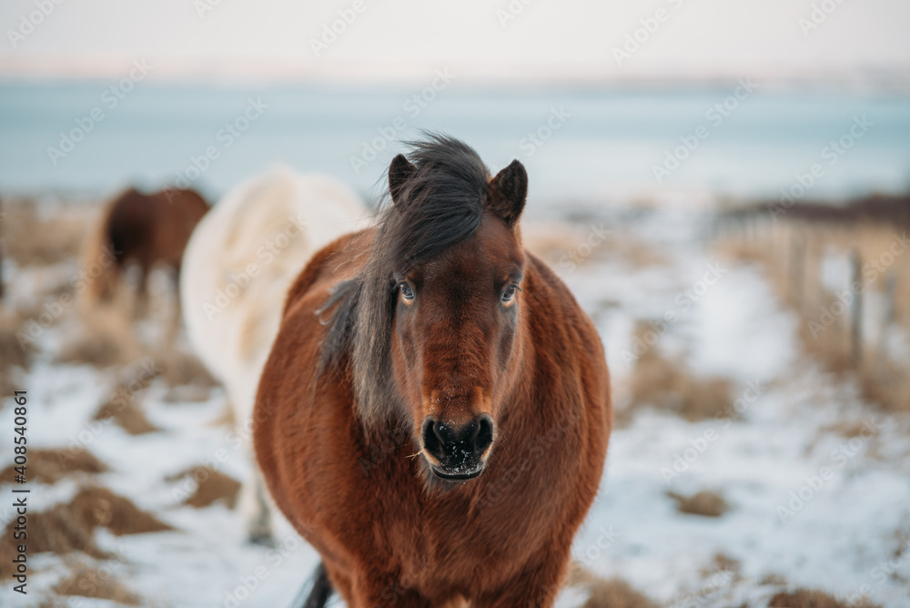 Obraz premium Portrait of Icelandic Wild Horse