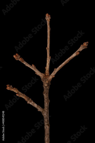 Common Oak (Quercus robur). Wintering Twig Closeup