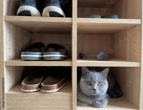 british shorthair cat in shelf of shoes