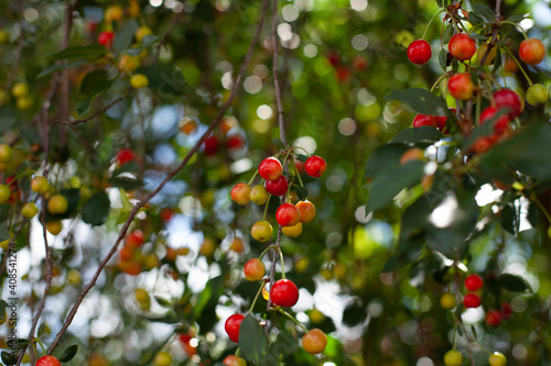 great photo. a lot of ripe cherries on a tree. sunlight through a cherry tree. ripe red-yellow cherry on a tree with blurry leaves. sunny day. summer time