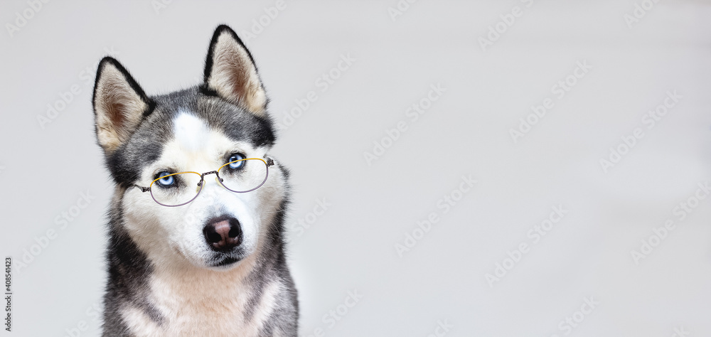 Siberian husky portrait in glasses on a grey background Siberian husky portrait in glasses on a grey background
