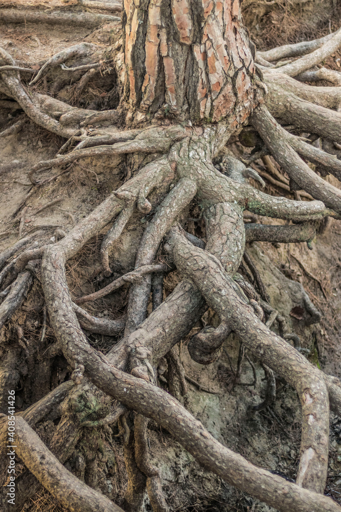 standing detail of the tree trunk, full of large roots on dirt soil in nature