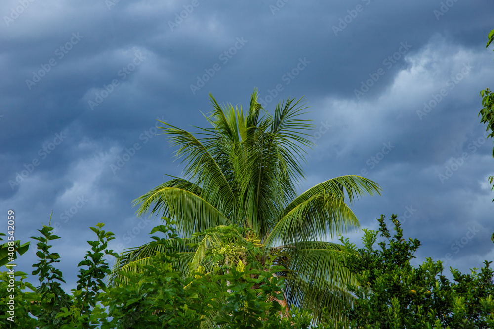 Detalha de coqueiro em quintal de casa brasileira