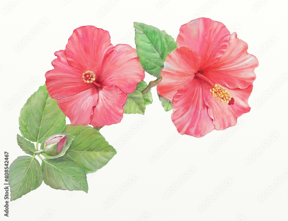 hibiscus flower isolated on white hibiscus flower isolated on white