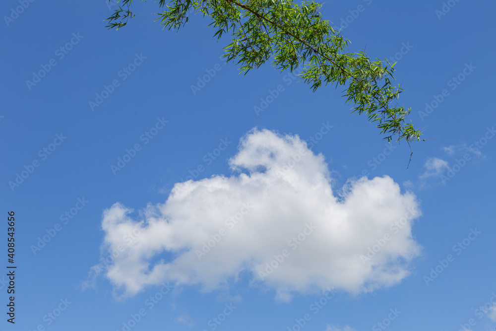 Detalhe de folha de bambuzal em dia de céu azul no Brasil Detalhe de folha de bambuzal em dia de céu azul no Brasil