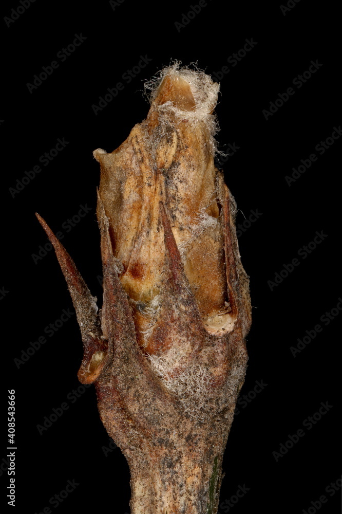 Siberian Pea-Tree (Caragana arborescens). Terminal Bud Closeup