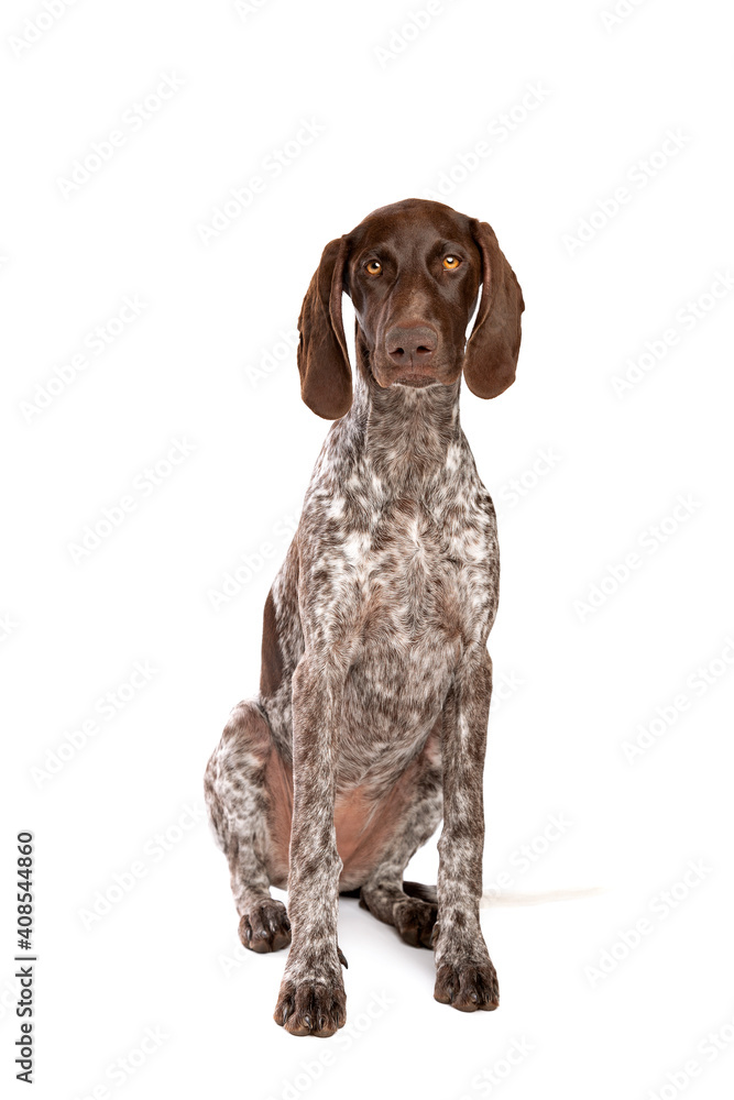 German Short haired Pointer puppy German Short haired Pointer puppy