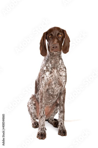 German Short haired Pointer puppy